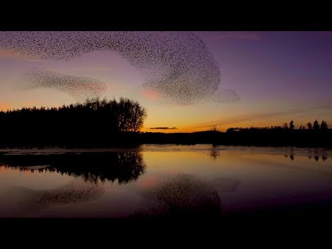 a rare sight thousands of starlings swoop above cumbria