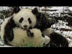 cute alert playful panda twins enjoy first snowfall at vienna zoo