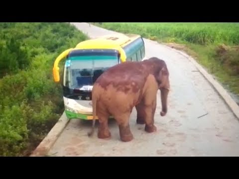 elephant attacks vehicles in southwest