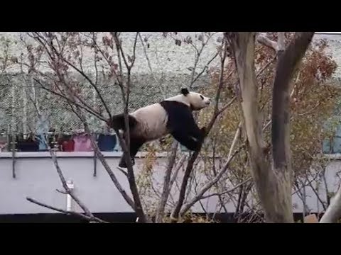 cute ’gymnastics panda makes trouble in ne china