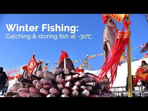 winter fishing catchingstoring fish at 30℃