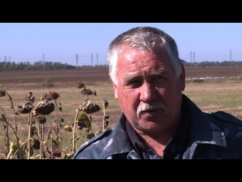 sunflower crops wilting in conflicthit east ukraine