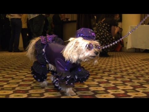 pooches dress up for new york fashion show
