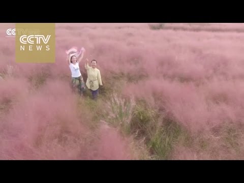 the spreading of information on the internet