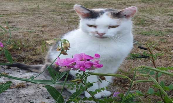  صوت الإمارات - تفسير حلم إطعام القطط في المنام