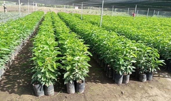  صوت الإمارات - تفسير حلم زراعة الأشجار في المنام