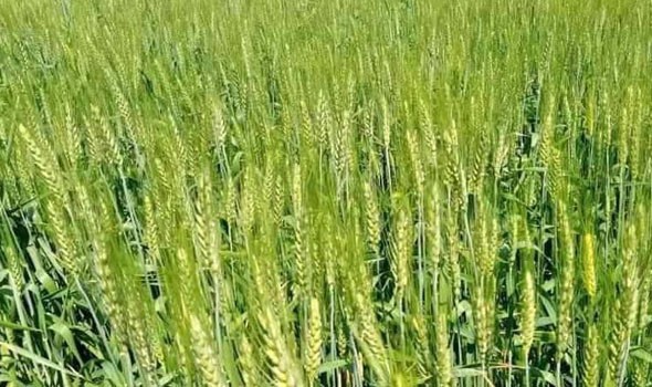  صوت الإمارات - تفسير رؤيا الحصاد في المنام