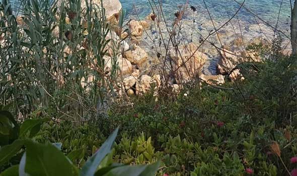  صوت الإمارات - تفسير حلم رؤية الأعشاب