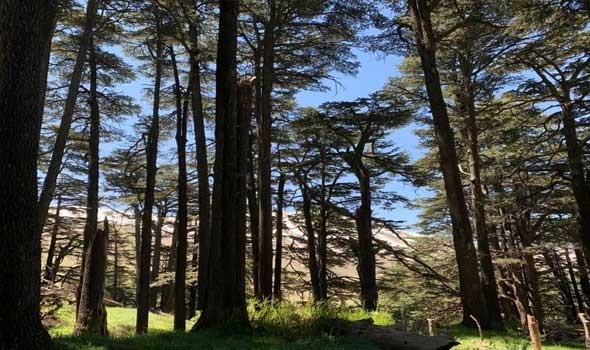  صوت الإمارات - تفسير حلم رؤية الشجرة