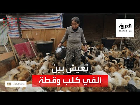 شاهد سيدة صينية تعيش مع 2700 كلب وقط في بيتها